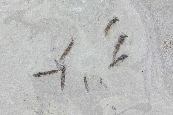 Fossil Crane Fly (Pronophlebia) Larvae - Green River Formation, Utah #76076